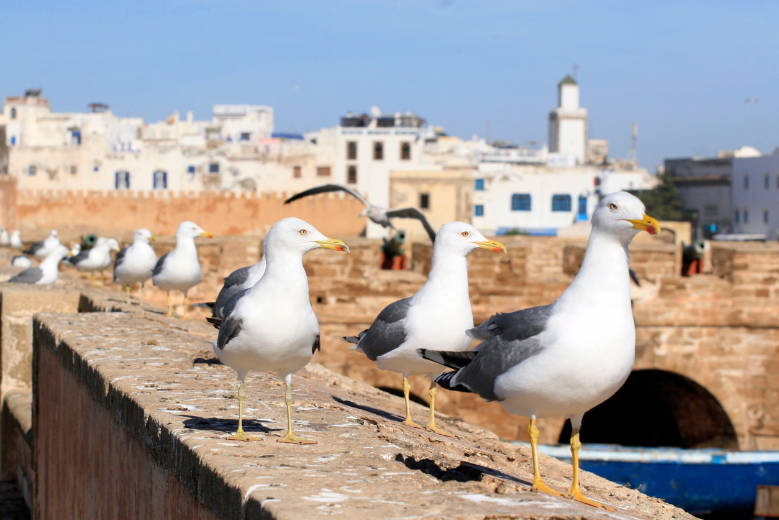 1 JOUR à ESSAOUIRA de 8h à 19h / ESSAOUIRA DAY TRIP 8 am to 7 pm