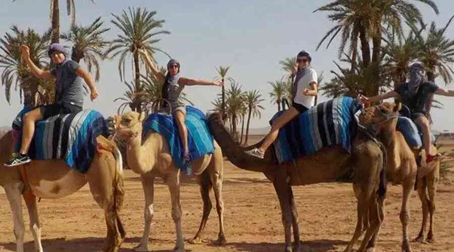 BALADE A DOS DE DROMADAIRE Départ entre 9h et 17h      CAMEL RIDE Departure between 9am and 5pm